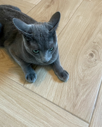 Light wood-effect oak tiles 22.5x90cm | Havana Almond | Sample shipping