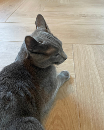 Light wood-effect oak tiles 22.5x90cm | Havana Almond | Sample shipping